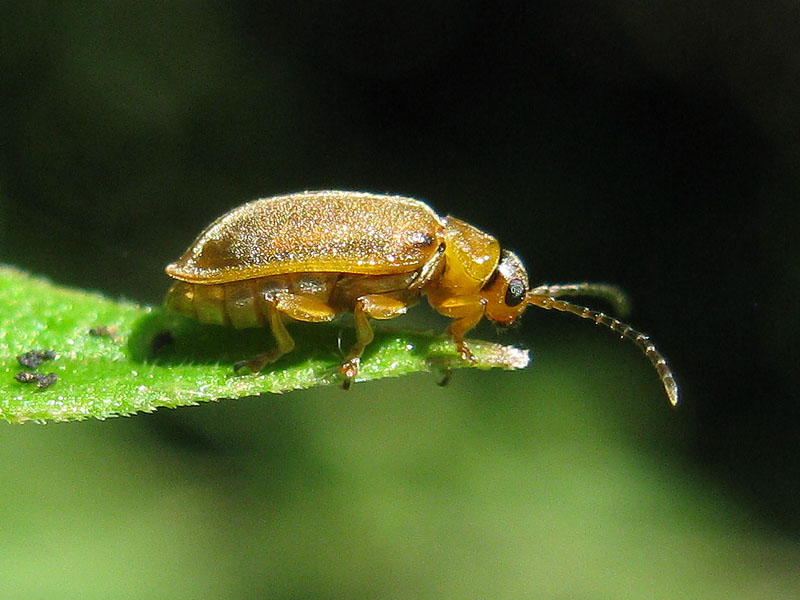 Galerucella grisescens o nymphaeae ? G. calmariensis (cfr.)